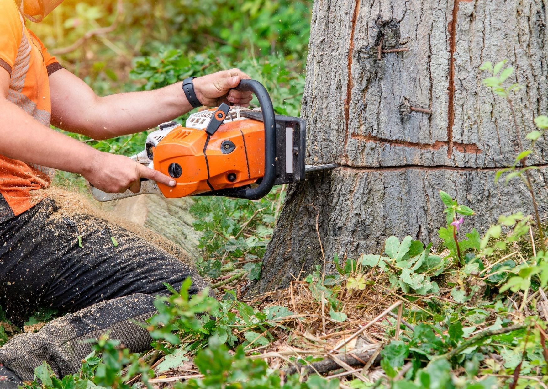 Blog: Bomen kappen zonder vergunning op basis van ‘normaal onderhoud’: wat als het bestemmingsplan het begrip niet omschrijft? Blog: Bomen kappen zonder vergunning op basis van ‘normaal onderhoud’: wat als het bestemmingsplan het begrip niet omschrijft?